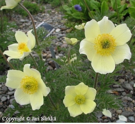  Pulsatilla alpina sulphurea